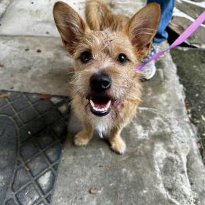 Found Dog Unknown
