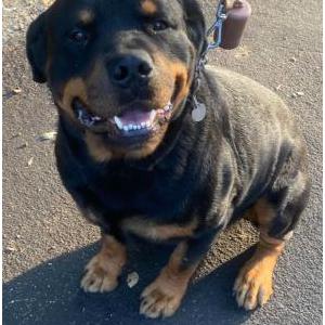 Lost Dog Stitch