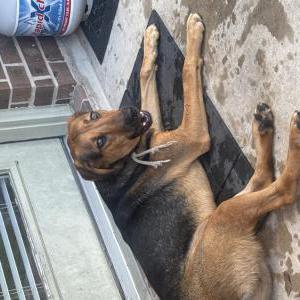 Found Dog Unknown