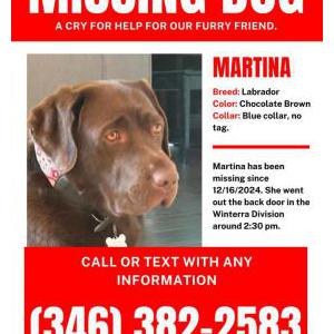 Lost Dog Martina