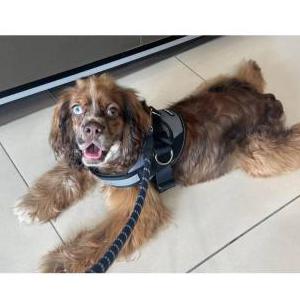 Lost Dog TANGO