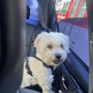 Lost Dog Chewbacca