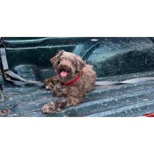 Lost Dog Milo