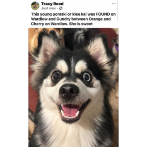 Found Dog pomski