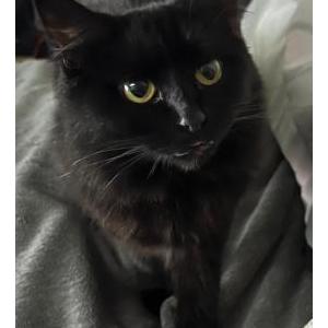 Image of Rosalina aka Girly, Lost Cat