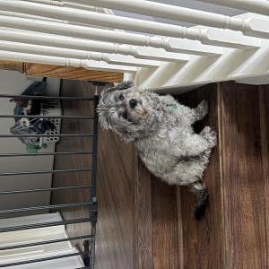 Lost Dog Mia