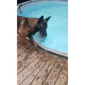 Image of Pop, Lost Dog