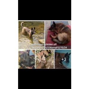 2nd Image of Pop, Lost Dog