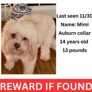 Lost Dog Mimi