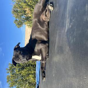 Lost Dog Bingo