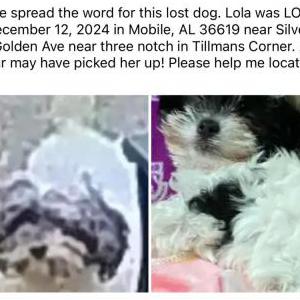 Image of Lola, Lost Dog