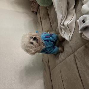 Lost Dog Pelusa