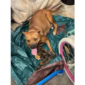 Image of Suki, Lost Dog