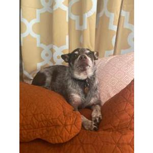 Lost Dog Myron