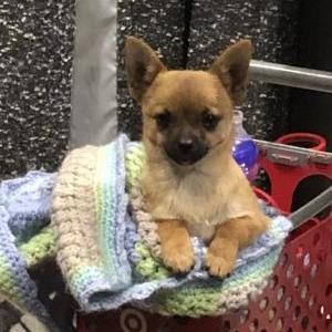 Lost Dog Chiquito