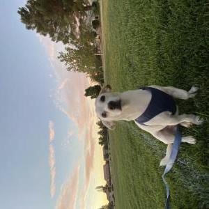 Lost Dog Jr