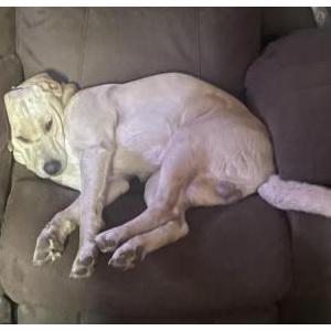 Image of Snow ball, Lost Dog