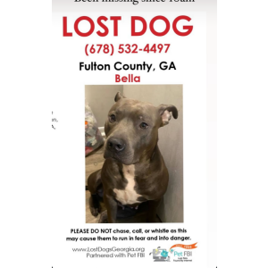 Lost Dog Bella