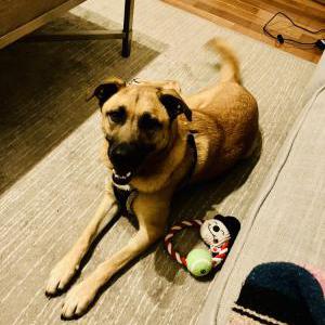 Found Dog Jolly? Unknown.