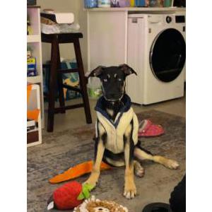 Lost Dog Bluee