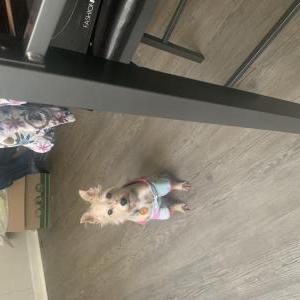 Lost Dog Peanut