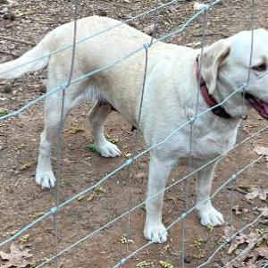 Image of Flour, Lost Dog