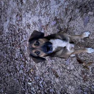 Image of Zeus, Lost Dog