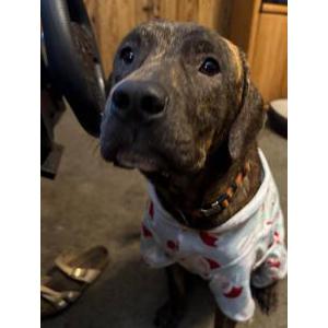 Lost Dog Wheezy