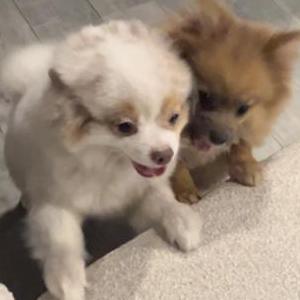 Lost Dog Juju and Rocky