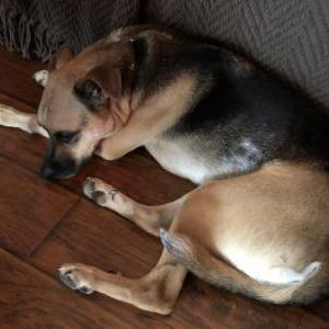 Lost Dog Tucker