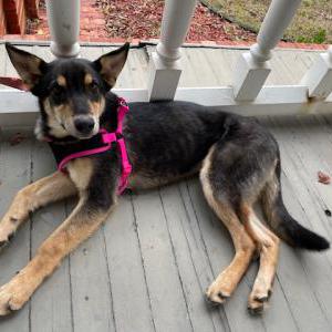 Image of Unknown, Found Dog