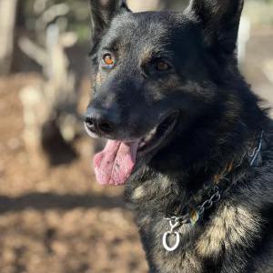 Lost Dog King