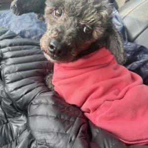Found Dog Unknown