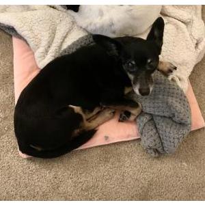 Lost Dog Zoey