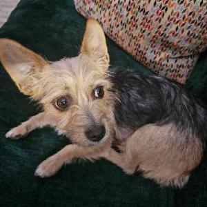 Lost Dog Penny