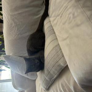 Image of Lady, Lost Cat