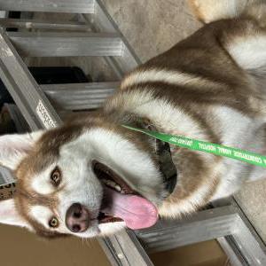 Found Dog Unknown