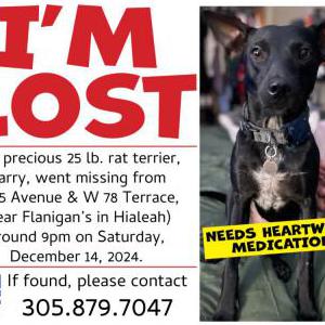 Lost Dog Harry
