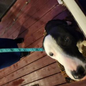 Found Dog Unknown