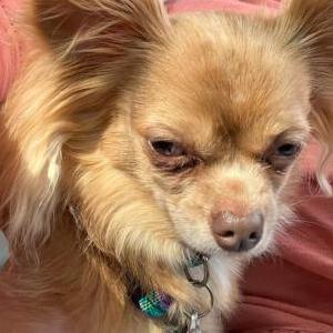 Image of Willow, Lost Dog