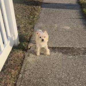 Found Dog Unknown