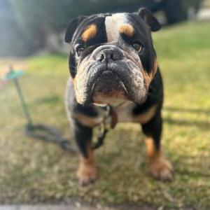 Lost Dog Carnitas