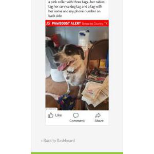 Image of Belle, Lost Dog