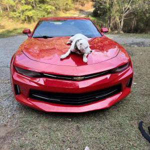 Image of Noah, Lost Dog