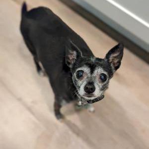 Lost Dog Tara