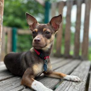 Lost Dog chip