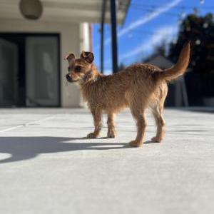 Lost Dog Millie