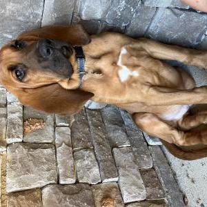 Image of copper, Lost Dog