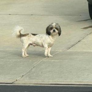 Image of Unknown, Found Dog