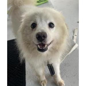 Found Dog Unknown